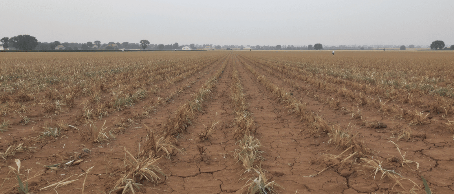 d&eacute;couvrez comment une s&eacute;cheresse sans pr&eacute;c&eacute;dent menace l'agriculture fran&ccedil;aise et met en p&eacute;ril l'avenir des cultures dans le pays.