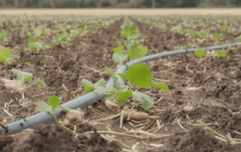 s&eacute;cheresse extr&ecirc;me impacte lourdement la production mara&icirc;ch&egrave;re malgr&eacute; l'irrigation, avec une mortalit&eacute; importante des jeunes plants, mena&ccedil;ant la s&eacute;curit&eacute; alimentaire.