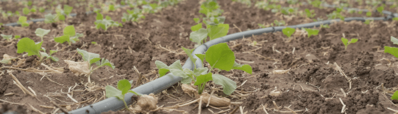 s&eacute;cheresse extr&ecirc;me impacte lourdement la production mara&icirc;ch&egrave;re malgr&eacute; l'irrigation, avec une mortalit&eacute; importante des jeunes plants, mena&ccedil;ant la s&eacute;curit&eacute; alimentaire.